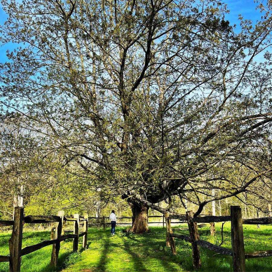 Domaine De Fresnoy Bed and Breakfast Loison-sur-Créquoise Eksteriør billede